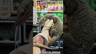 Tamed Mangrove Monitor Lizard 🦎 at KARNATAKA AQUARIUM  reptiles reptilesofindia india [upl. by Zetnom833]