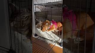 EarResistible Friendship Cat Comforting Dog doxie cat dachshund pawfriends sweetcat [upl. by Dionis167]