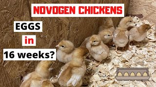 Are the Novogen chicks the best egg laying breed for the homestead [upl. by Enitnelav758]