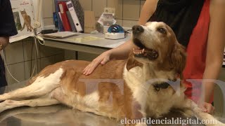 Los secretos de la quimioterapia para perros [upl. by Lidia]