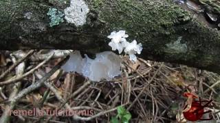 Tremella fulciformis White jelly fungus [upl. by Giavani]