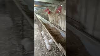 Cage poultry farm [upl. by Abehs]