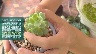 Succulents 101 A Care Primer for Beginners with Sucs for You [upl. by Holofernes]