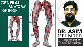 General Anatomy of Thigh  Hindi  Urdu [upl. by Divadleahcim]