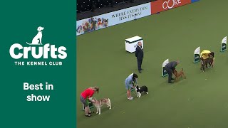 Best In Show And Presentation at Crufts 2022 [upl. by Pebrook]