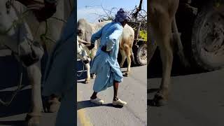 Bullock Cart  Bull Cart In Pakistan  Shorts Video [upl. by Aynas]