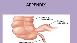 APPENDIX STRUCTURE ANATOMY AND PHYSIOLOGY [upl. by Romito]