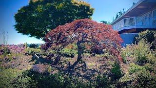 Before amp After pruning a Japanese laceleaf maple Acer palmatum dissectum Camano Island WA in July [upl. by Hoebart]