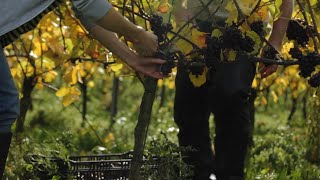 Grape Fermentation In Winemaking Process [upl. by Noryt]