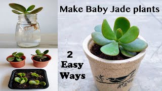 2 Easy Ways to Propagate Your Jade Plant Crassula ovata  Rooting Stem Cuttings in Water  Soil [upl. by Constance]