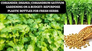 Coriander  Dhania  Coriandrum sativum Gardening on a Budget Repurpose Plastic Bottles for Fresh [upl. by Clarhe299]