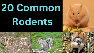 20 Common Rodents  Members Of Rat Family [upl. by Ennad884]