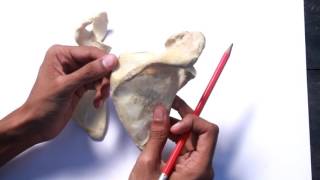 Scapula  Full demonstration [upl. by Lerner317]