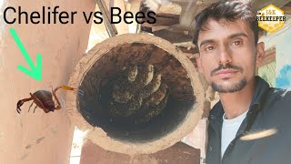 Benefits Of Chelifer  Relationship Between Bees And Chelifer  Beekeeping At Home [upl. by Mehalick]