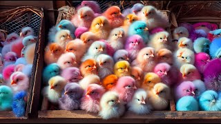 Cute Chickens Colorful Chickens Rainbow Chicken Rabbits Cute Cats  Ducks Animals Cute [upl. by Hebner]