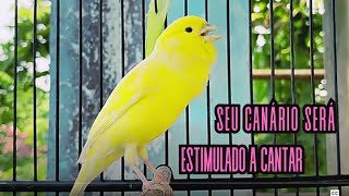 Canário Belga cantando para Treinar Canários Jovens e Silenciosos a Cantar Diretamente 38 [upl. by Pricilla]