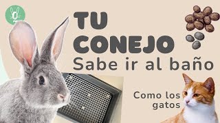 ¿Pueden los conejos aprender a ir al baño 🐰  Guía fácil para entrenarlos [upl. by Tolliver]