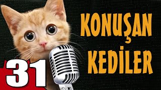 Konuşan Kediler 31  En Komik Kedi Videoları [upl. by Ettenal]