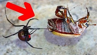 Redback Spider Vs Giant Christmas Beetle NOT So Merry Christmas [upl. by Hatch906]