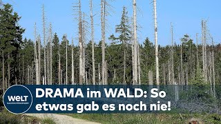 DRAMATISCHES WALDSTERBEN Katastrophale Lage in Deutschland [upl. by Acimahs]