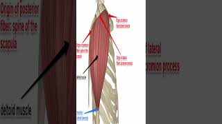 Anatomy Deltoid Muscle shorts [upl. by Ennahteb]