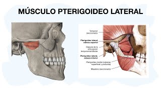 MÚSCULO PTERIGOIDEO LATERAL  EXTERNO ✅ Anatomía [upl. by Billi]