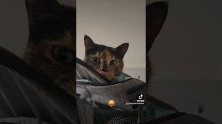 Tortie Cat Hiding Spot 😂 cat furbaby funny pets cute animals [upl. by Ainav]