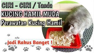 CIRI CIRI TANDA KUCING HAMIL MUDA Perawatan Kucing Hamil Masa Kehamilan Kucing [upl. by Ulrica]