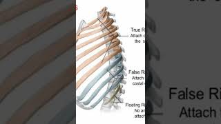 Difference in Ribsanatomy neet science biology skeletalsystem doctor skeletalmuscle skeletal [upl. by Bracci]