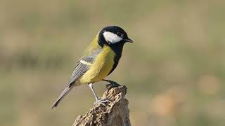 Great tit bird singing song nature [upl. by Ehsom]