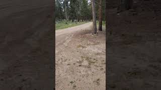 finding the Irish Miner Memorial in the middle of the woods Leadville Colorado [upl. by Negeam]