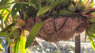 Coelogyne Cristata 🪴Ну от чого їй не хватає😤orchidflowers орхідеїкраса flowers орхідеїдогляд [upl. by Ayerhs]