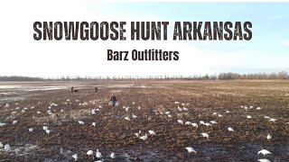 Snowgoose Hunt Arkansas 2024 Barz Outfitters [upl. by Lizette296]