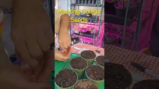 Sowed Hypeoste Seeds 4 tiny seeds per cup Seedling Starter mix indoorgardening timelapse [upl. by Allekim661]