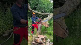 NEW MILWAUKEE DUAL Battery Ground Saw cutting Hard English Oak milwaukee chainsaws milwaukeetools [upl. by Ahsino]