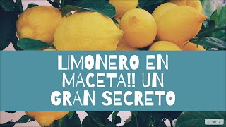 Limonero en MACETA COMO CUIDARLO Fácil y ecológico [upl. by Nylednarb]