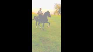 American Saddlebred Mr Hutson riding quotHeart Breakerquot pt1 [upl. by Hamirak]