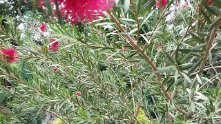 Callistemon კალისტემონი [upl. by Aioj]