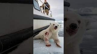 Polar bears in distress and good soldiers [upl. by Piers905]