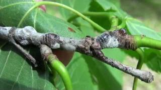 Soft Scale Insect Coccidae Closeup on Basswood [upl. by Eelimaj651]