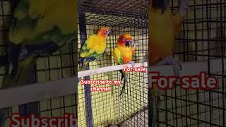 Sunconer breeding pair available with DNA contact 8074140224viralvideobirdsyoutubebirdslover [upl. by Hgeilyak]