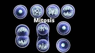 What happens in the four stages of mitosis [upl. by Htbazile]