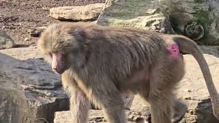 The Hamadryas Baboon Australia [upl. by Naegem996]