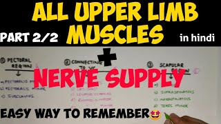 Nerve Supply of all Upper Limb muscles  Upper Limb muscles  Anatomy [upl. by Hakeber638]