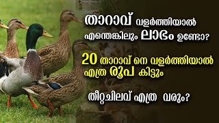 backyard Duck farming  Duck farming malayalam  താറാവ് വളർത്തൽ  Poultry Media [upl. by Neahs158]