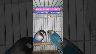 💙💜 Lovebird Breeding Formula 💤 breeder breedingformula lovebird shortvideo shortsfeed viral [upl. by Denyse6]