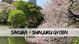 Japan Guide Cherry Blossoms  Tokyo Shinjuku Gyoen [upl. by Jemmy761]