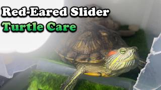 Red Eared Slider Turtle Care Everything you need to know [upl. by Fabe904]