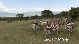 Tanzania Ngorongoro Serengeti [upl. by Oderfla]