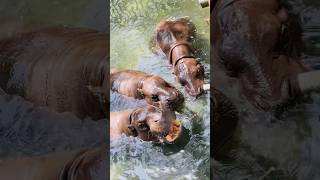 PYGMY HIPPOPOTAMUS 🦛 hippopotamus pygmy pygmyhippo animals wildlife shorts viralvideo 😍❤️ [upl. by Eiresed487]